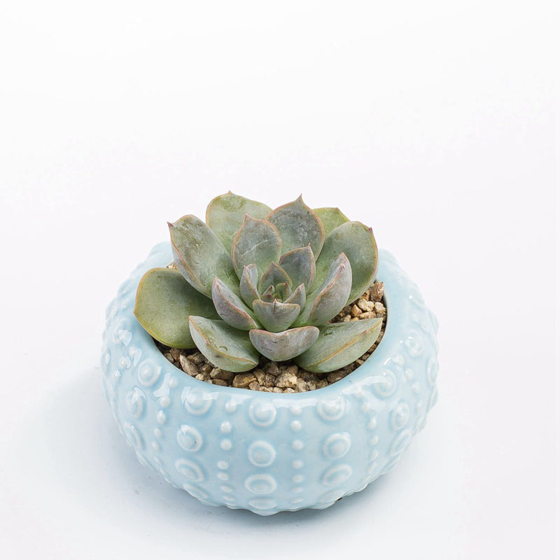 Ocean cute ceramic flower pot