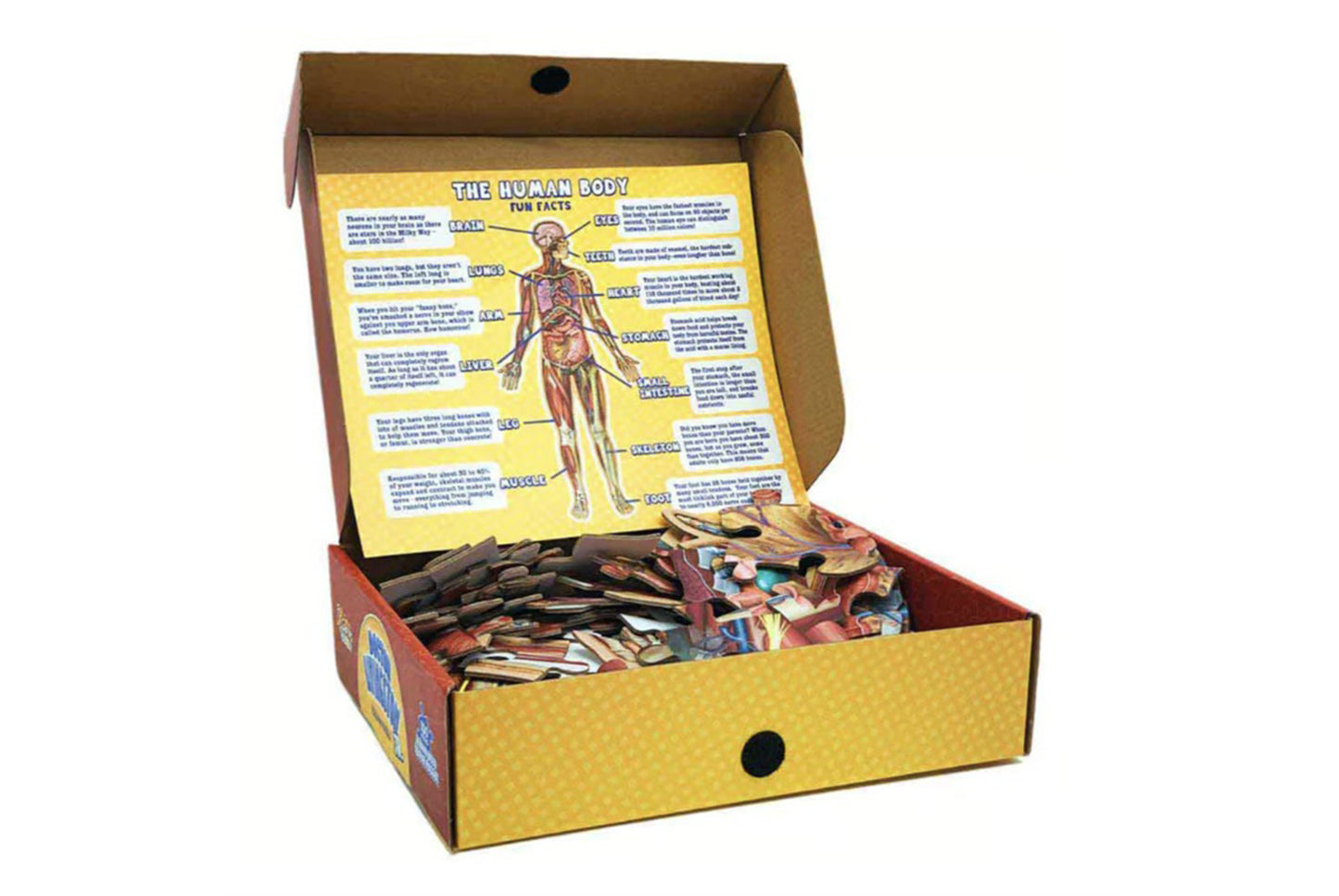 **100 Piece Human Body Floor Puzzle**