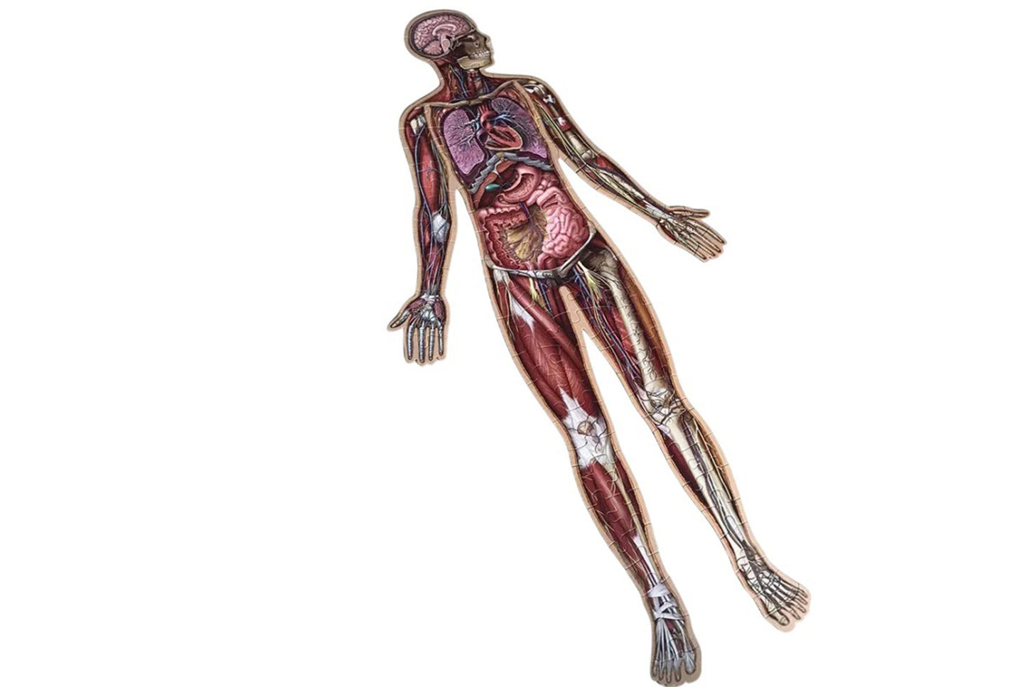 **100 Piece Human Body Floor Puzzle**